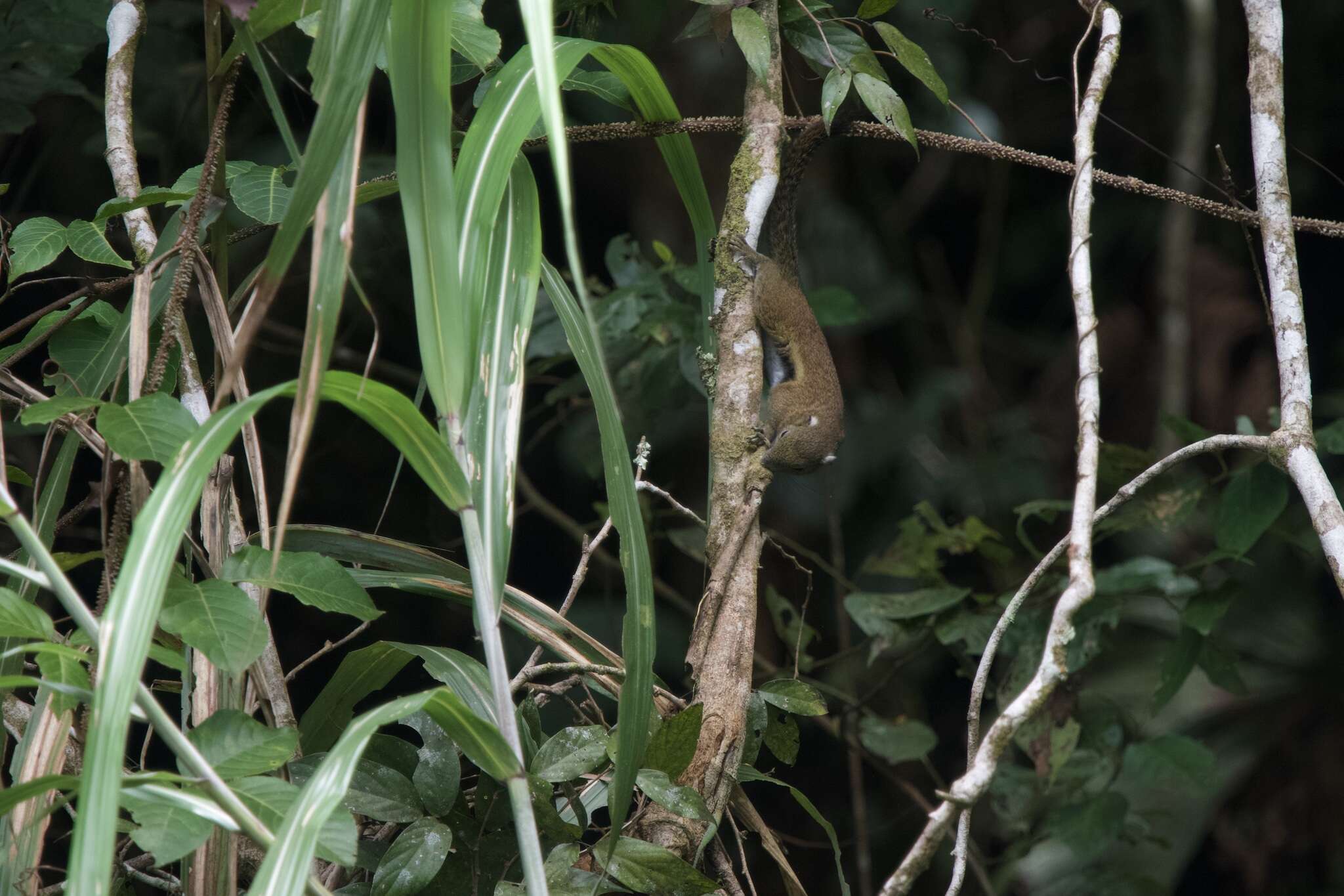 Image of Ear-spot Squirrel