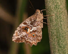 Image of Amphidecta callioma Felder 1862