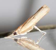 Image of Sod Webworm