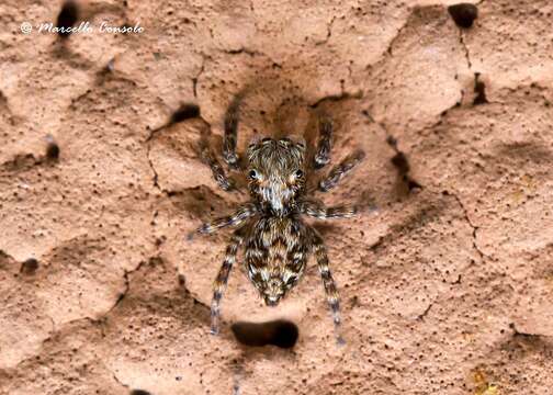 Image of Pseudeuophrys vafra (Blackwall 1867)