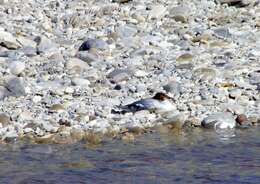 Image of Mergus merganser merganser Linnaeus 1758