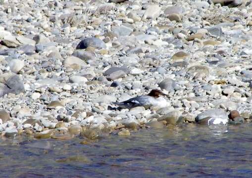 Image of Mergus merganser merganser Linnaeus 1758