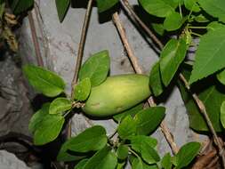 صورة Marsdenia coulteri Hemsl.