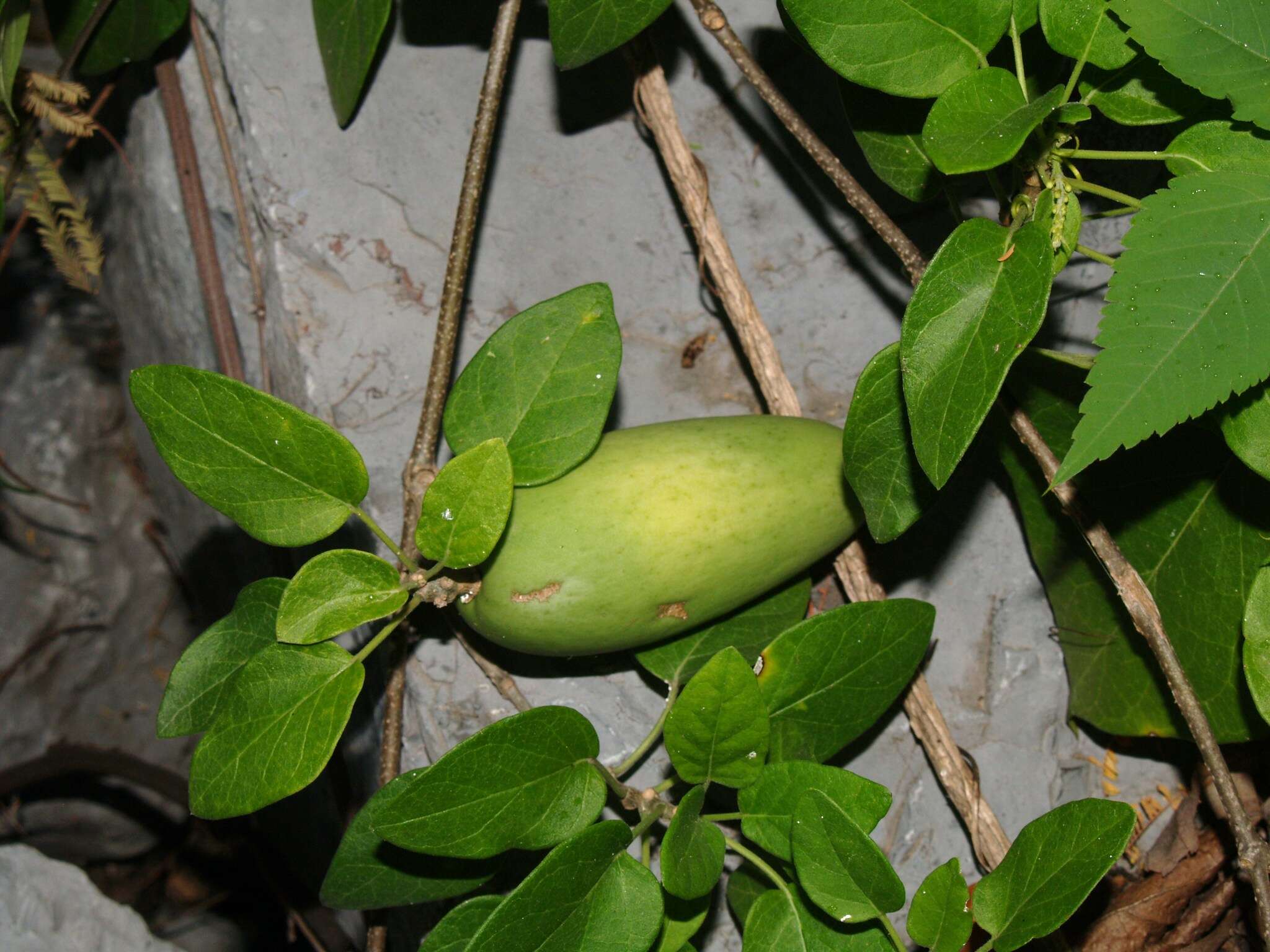 صورة Marsdenia coulteri Hemsl.