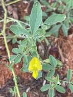 Image of Crotalaria damarensis Engl.