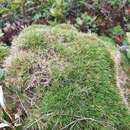 Image of Koolau Rosette Grass