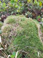 Image of Koolau Rosette Grass