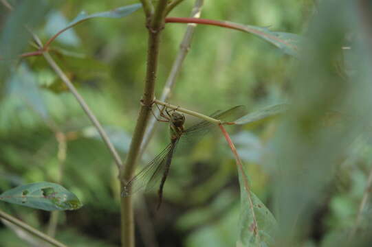 Image of Triacanthagyna trifida (Rambur 1842)