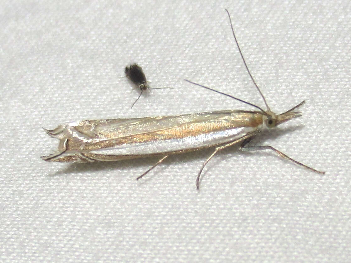 Image of Fernandocrambus