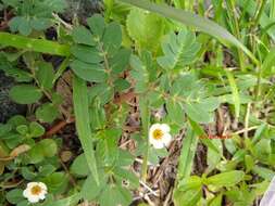 Image of Kallstroemia rosei Rydb.