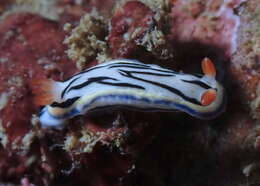 Image de Hypselodoris maritima (Baba 1949)