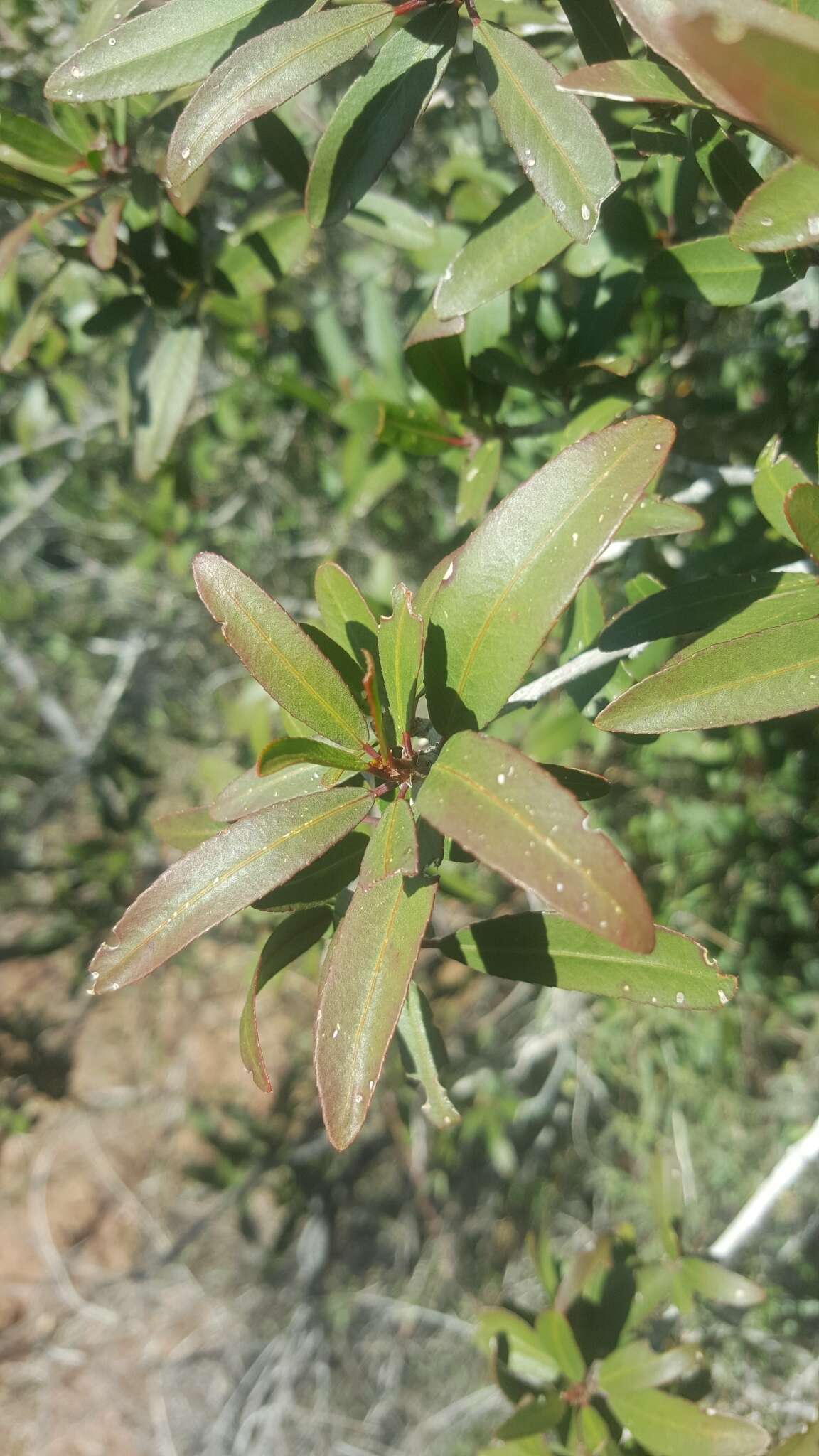 Imagem de Pleradenophora bilocularis (S. Watson) Esser & A. L. Melo