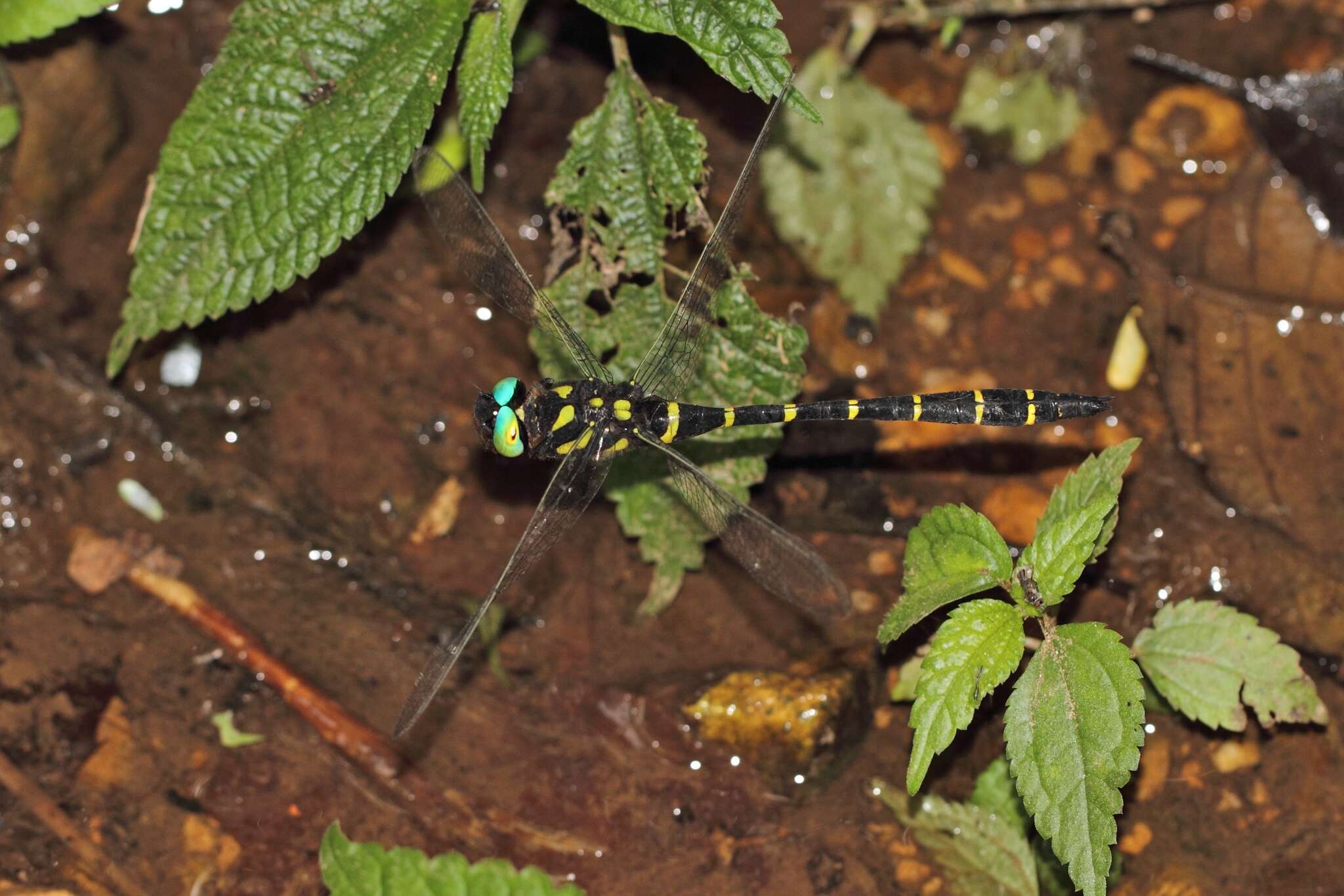 Image of Anotogaster nipalensis Selys 1854