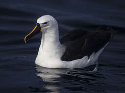 Image of Atlantic Yellow-nosed Albatross