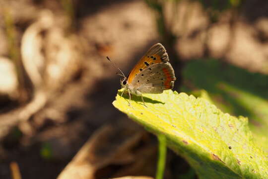 Image of <i>Lycaena phlaeas daimio</i>