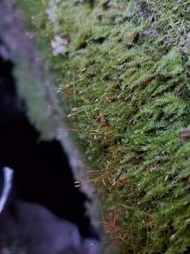 Image of tetraphis moss