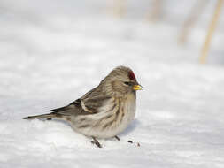 Image of Common Redpoll