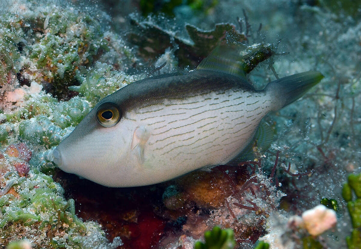 Image of Bridle Triggerfish