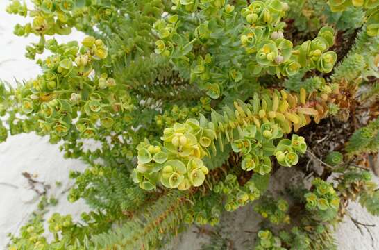 Plancia ëd Euphorbia paralias L.