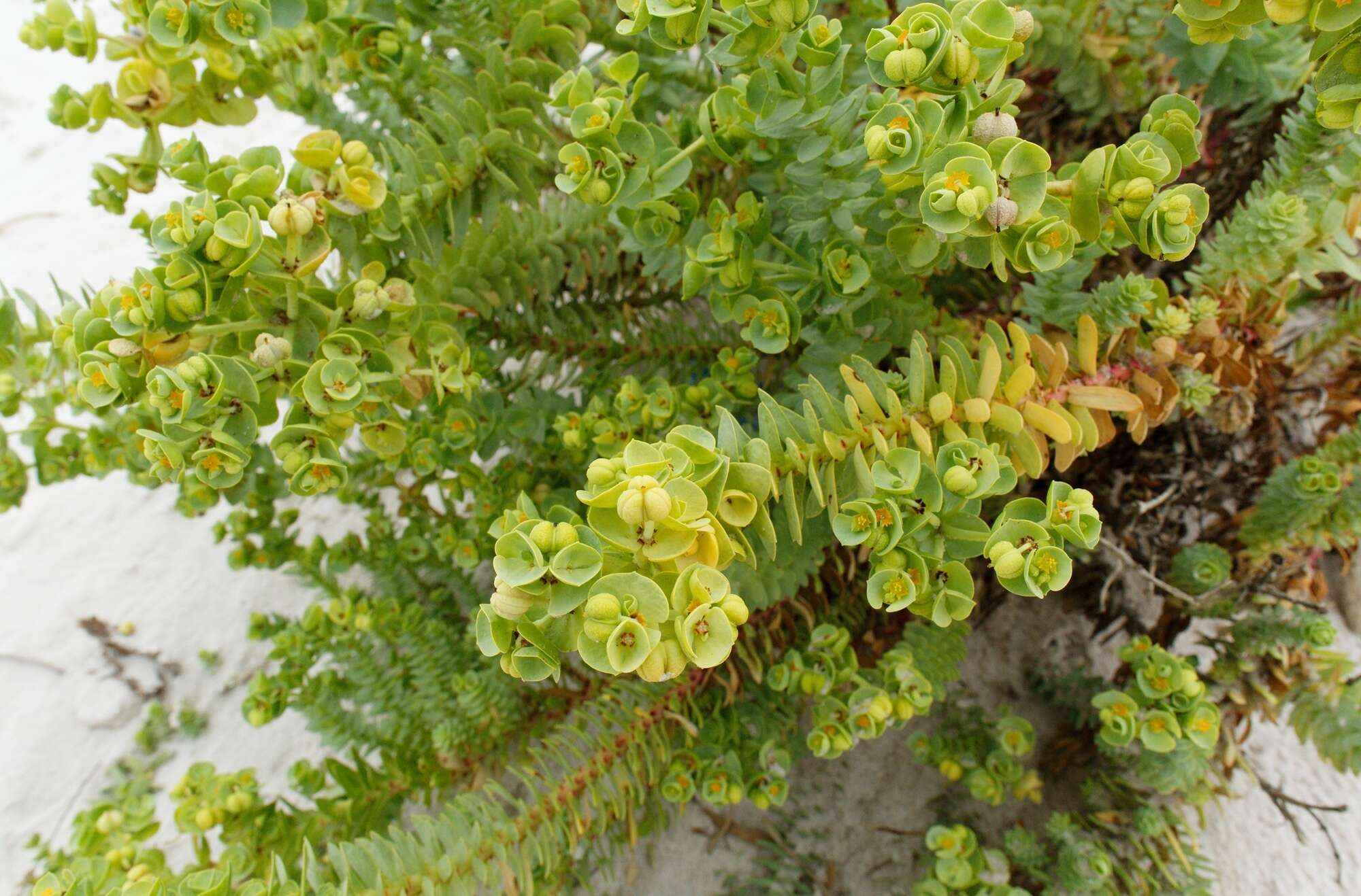 Image of sea spurge