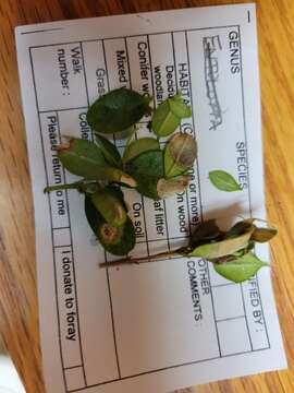 Image of Boxwood blight