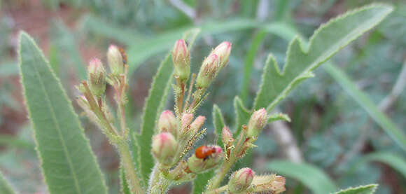 Imagem de Jatropha zeyheri Sond.