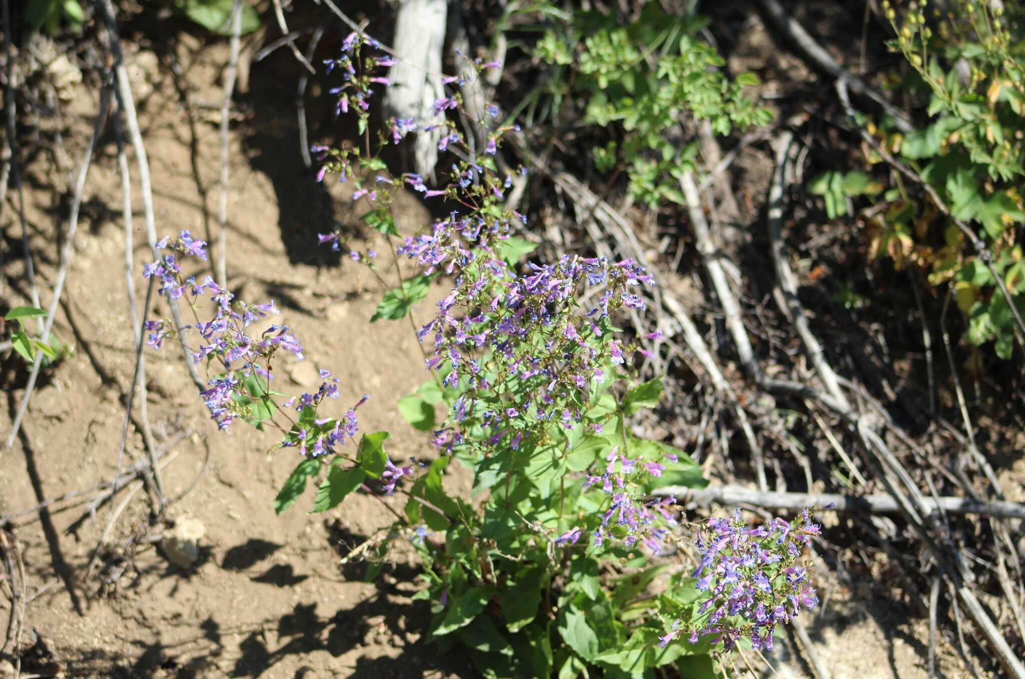 Plancia ëd Penstemon wilcoxii Rydb.