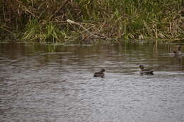 Image of Yellow-billed Teal