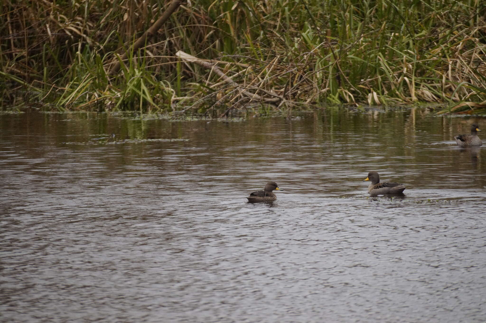 Image of Yellow-billed Teal