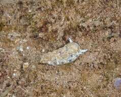 Image of Flat camouflaged slug