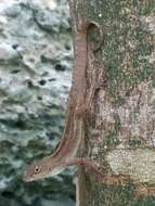 Image of Sagua de Tanamo  Anole