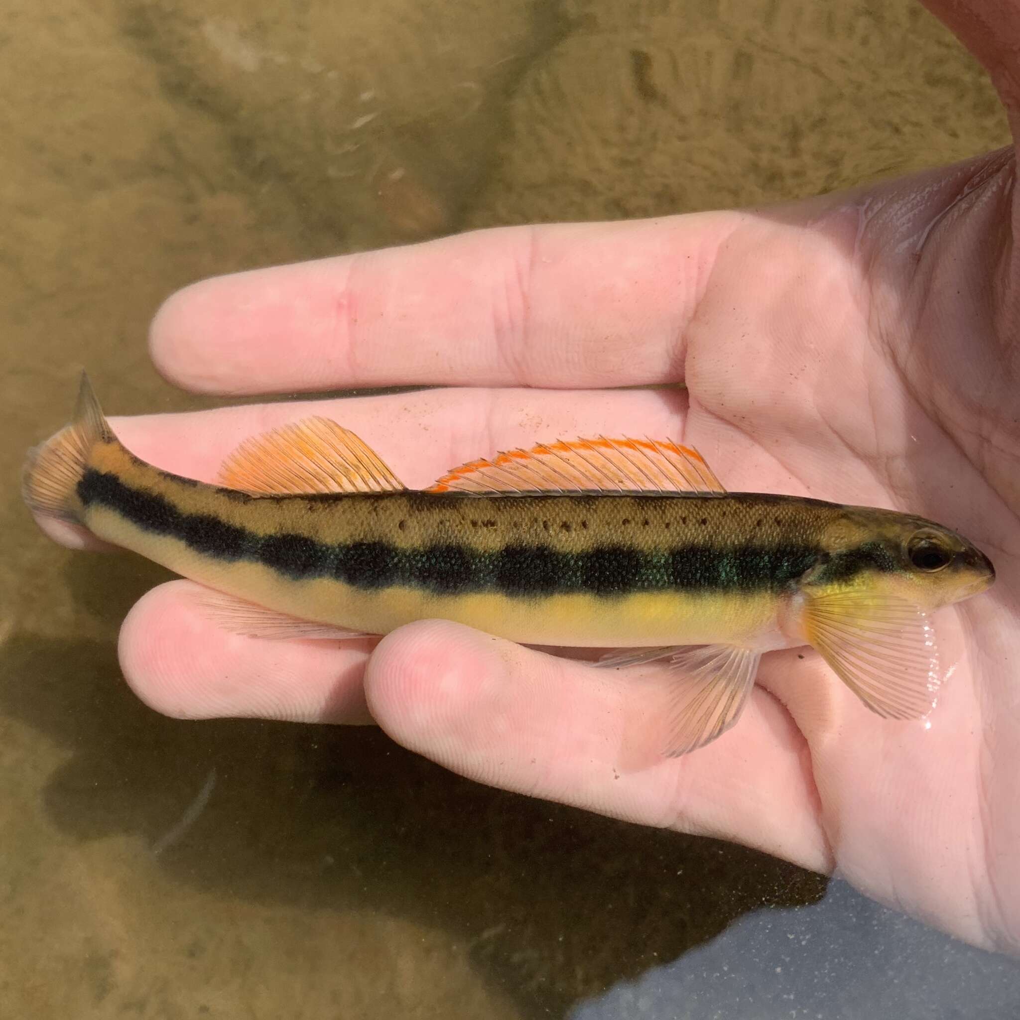 Image of Tangerine Darter