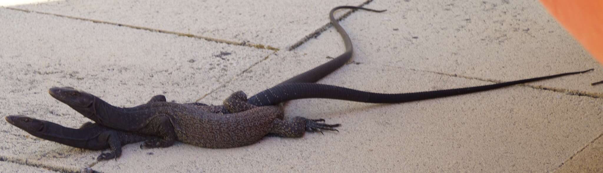 Image of (E) Freckled Monitor