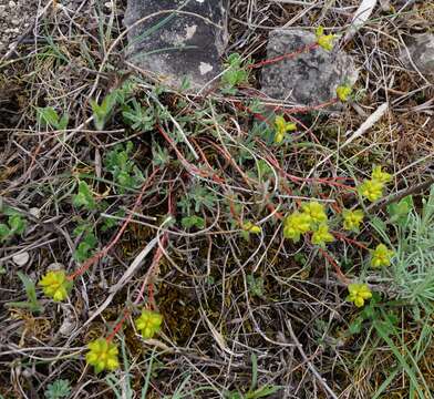 Euphorbia petrophila C. A. Mey. resmi