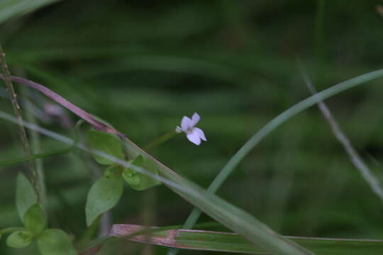 Image of Stylidium alsinoides R. Br.