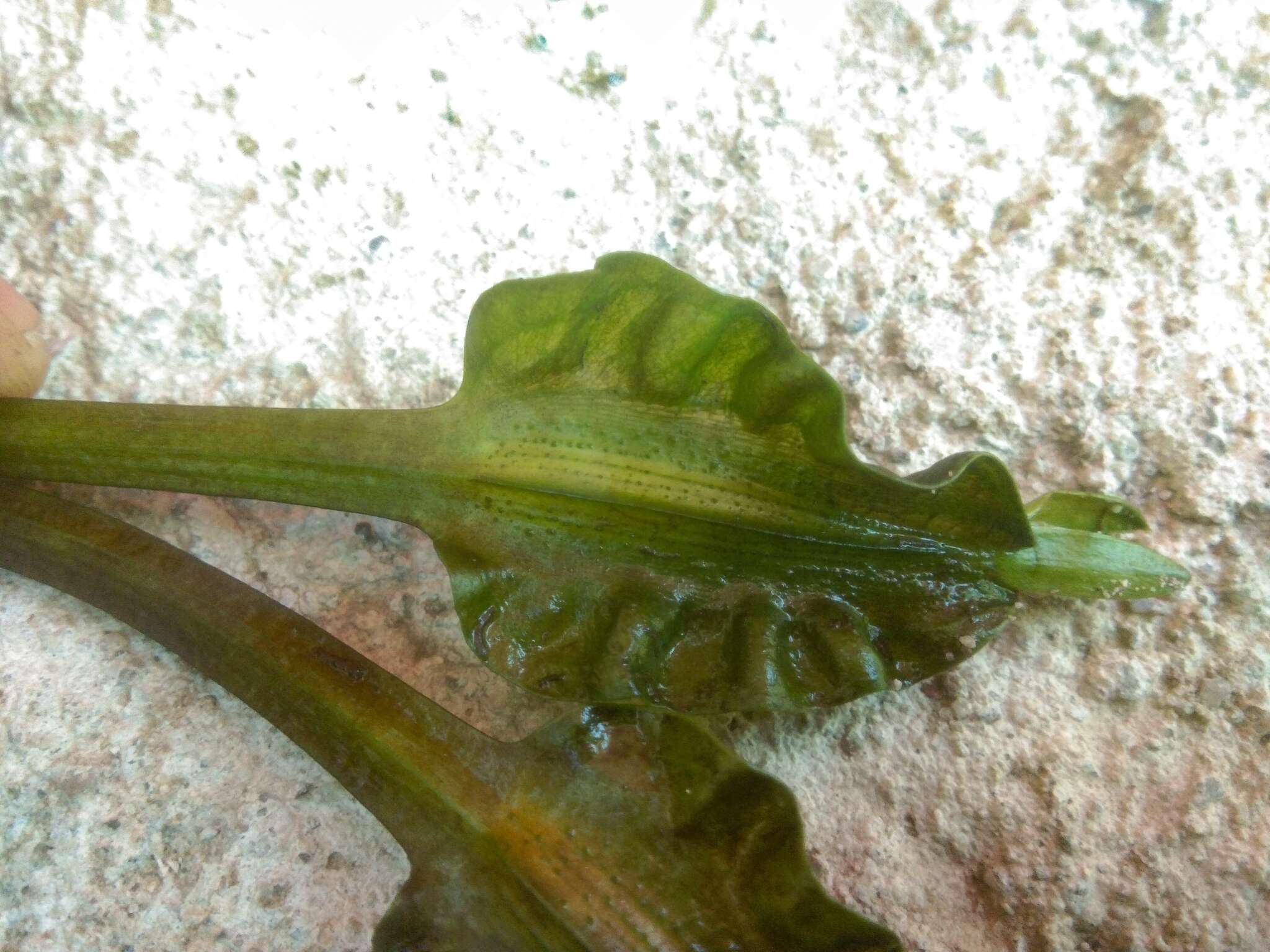 Image of Duck-Lettuce