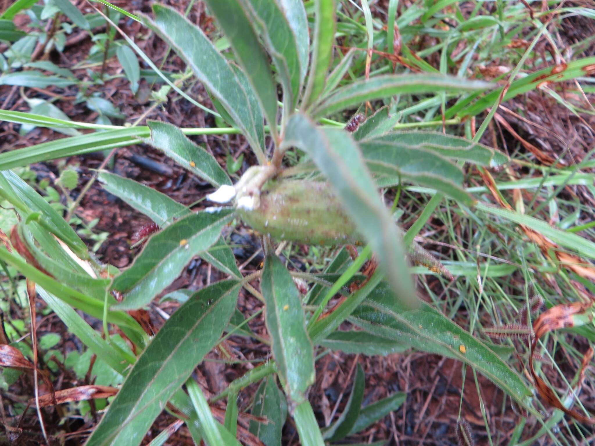 Image of Emory's milkweed