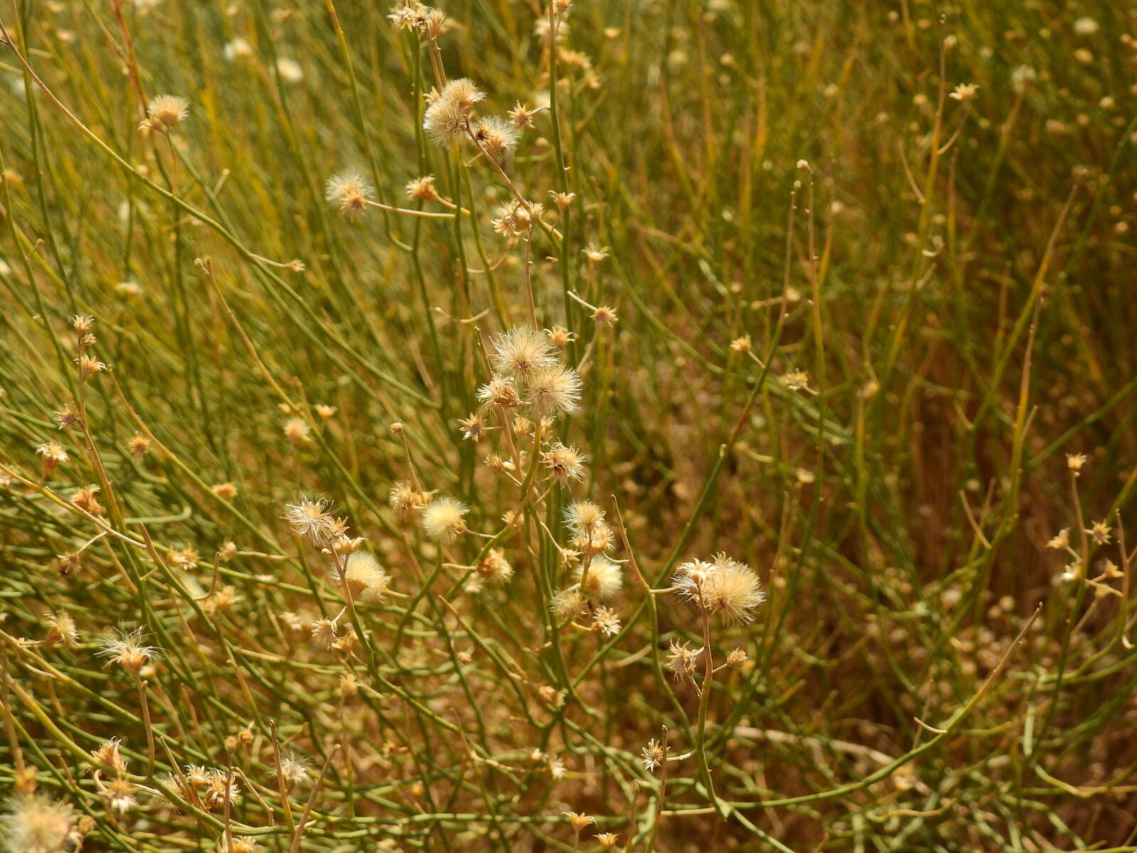 Imagem de Pseudobaccharis spartioides (Hook. & Arn.) Cabrera