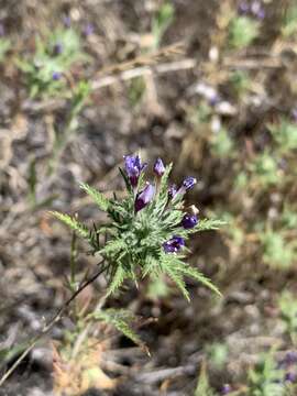 Image of downy pincushionplant