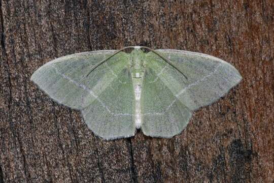 Image of White-Fringed Emerald