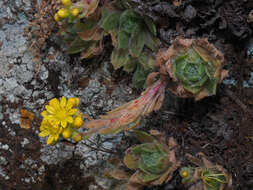 Image of Aeonium simsii (Sweet) W. T. Stearn