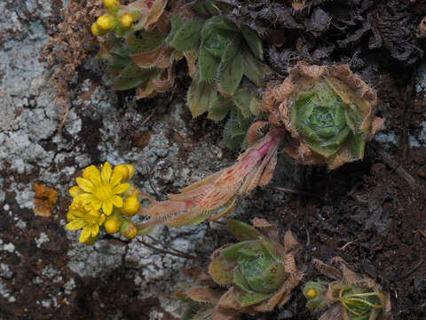 Image of Aeonium simsii (Sweet) W. T. Stearn