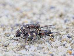 Image of Northern dune tiger beetle