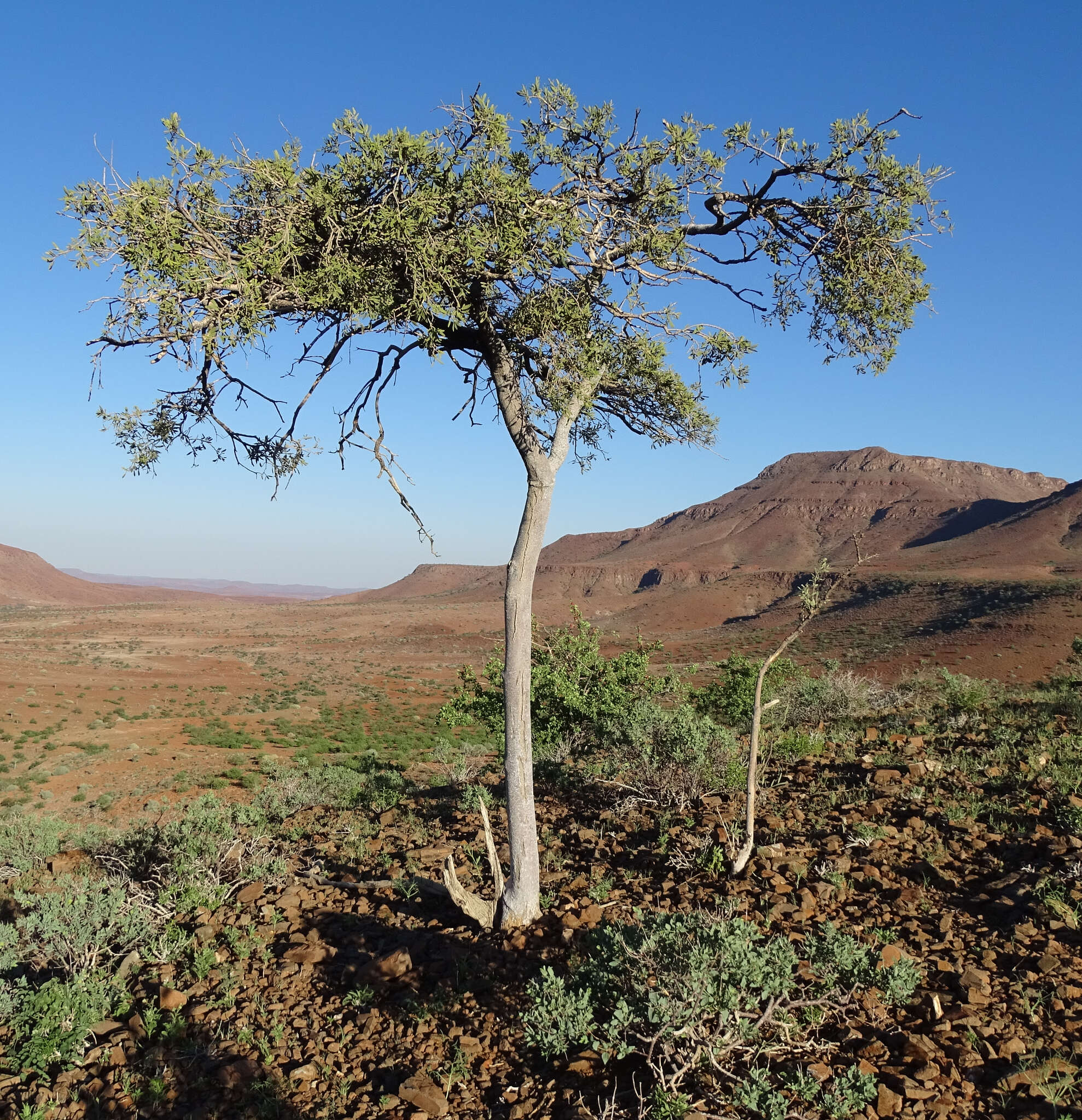 Image of Maerua schinzii Pax