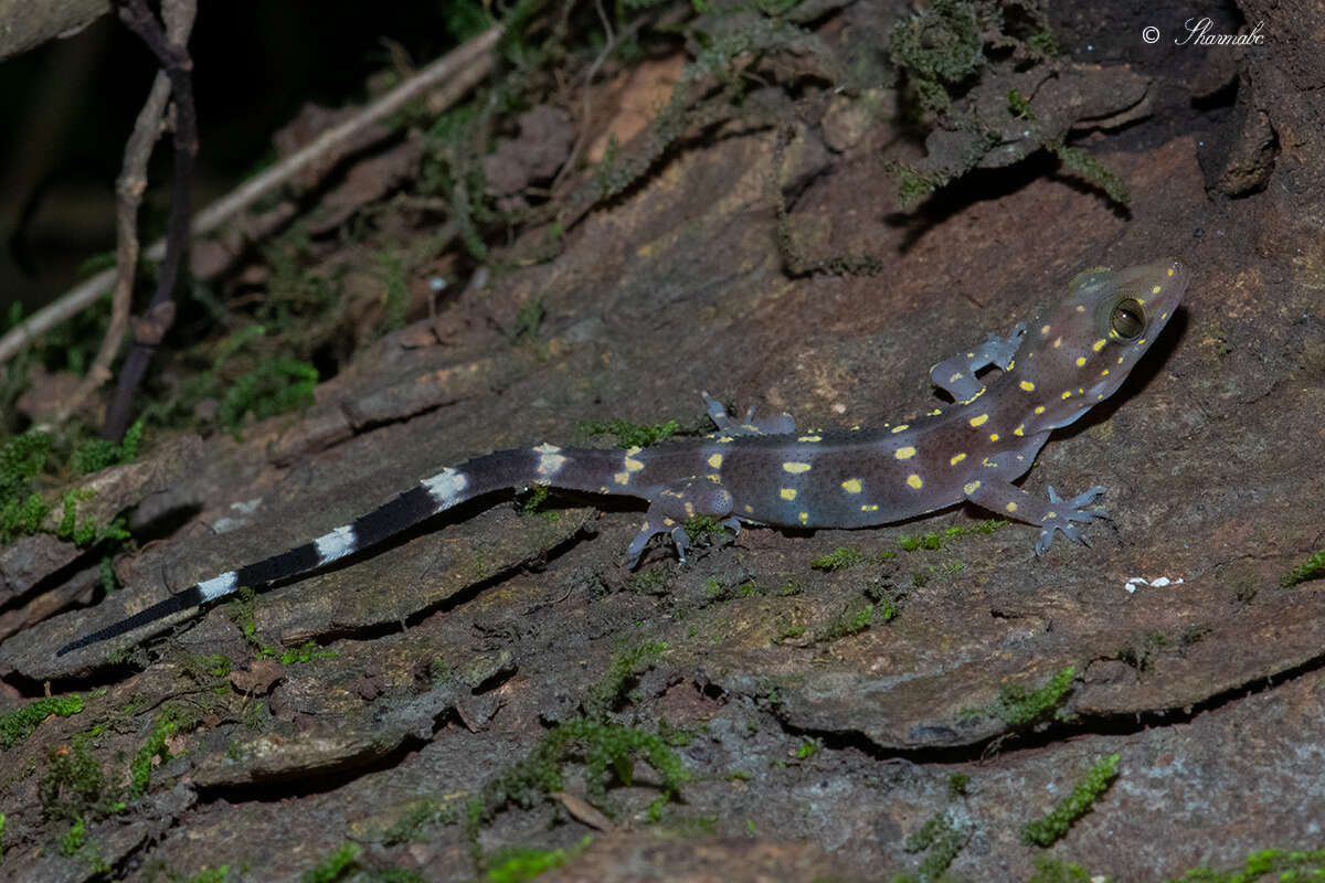 Hemidactylus prashadi Smith 1935 resmi