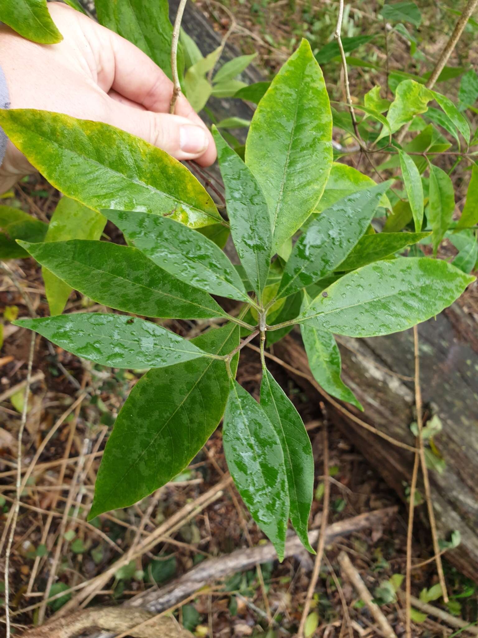 澳洲鷄骨常山的圖片