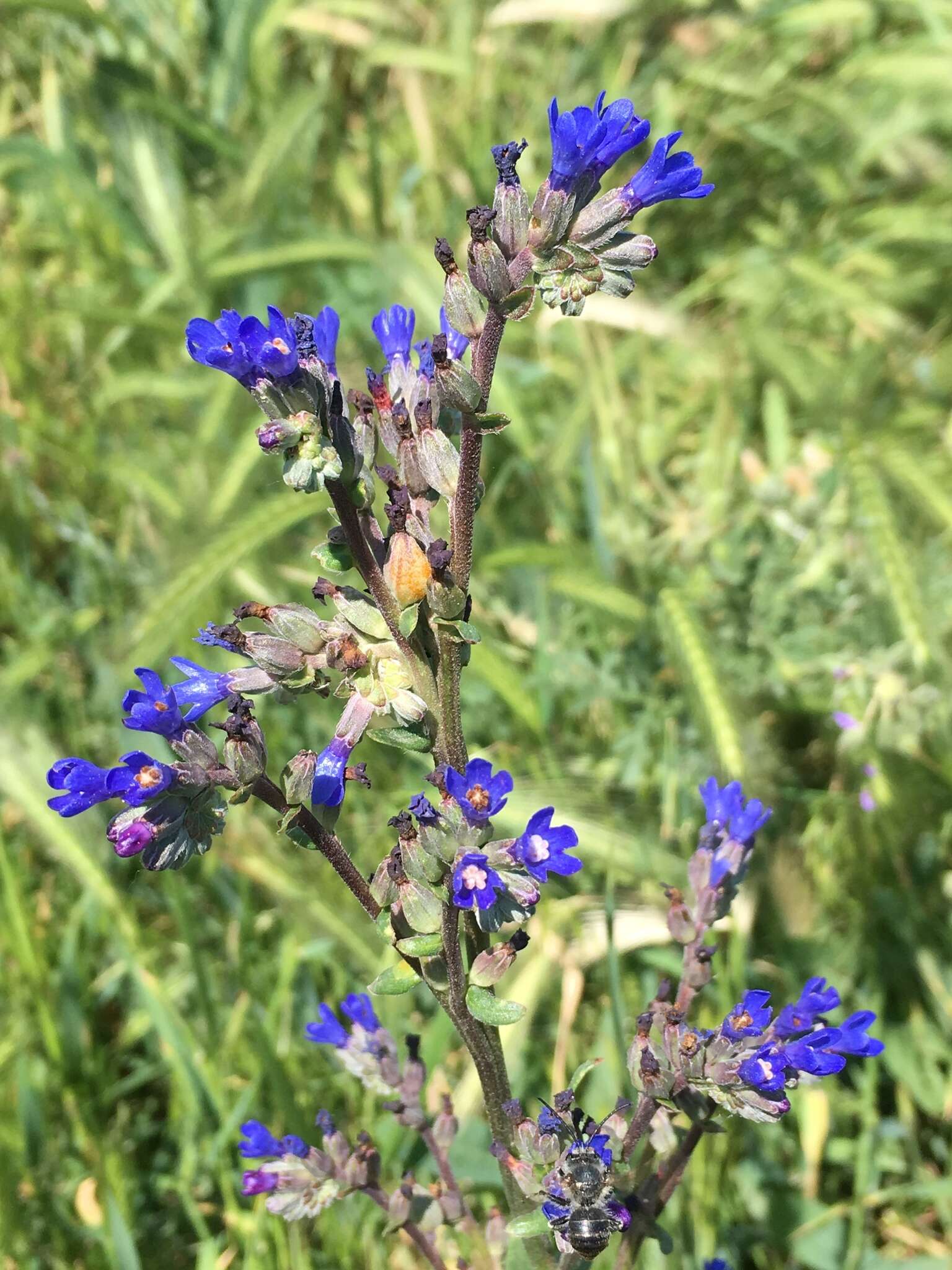 Image of Anchusa leptophylla Roem. & Schult.