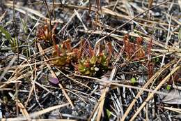 Image de Drosera filiformis var. filiformis