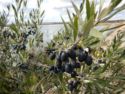 Image of European olive