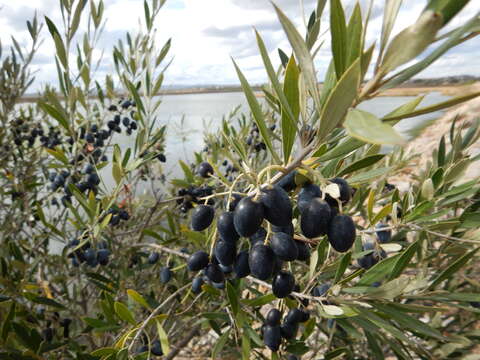 Image de Olea europaea subsp. europaea